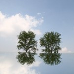 alberi_nuvole_IMG_1847