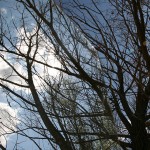 alberi_nuvole_IMG_2055