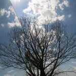 alberi_nuvole_IMG_2072